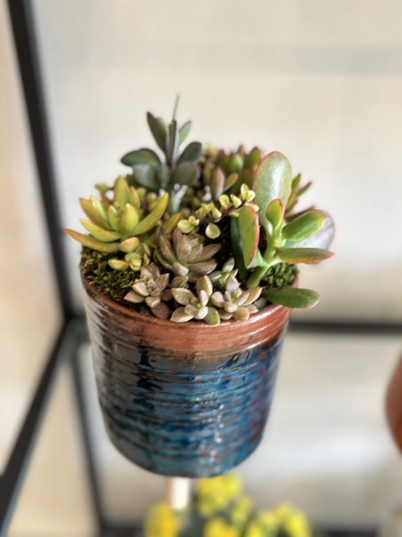 Mini Çöl Bahçesi